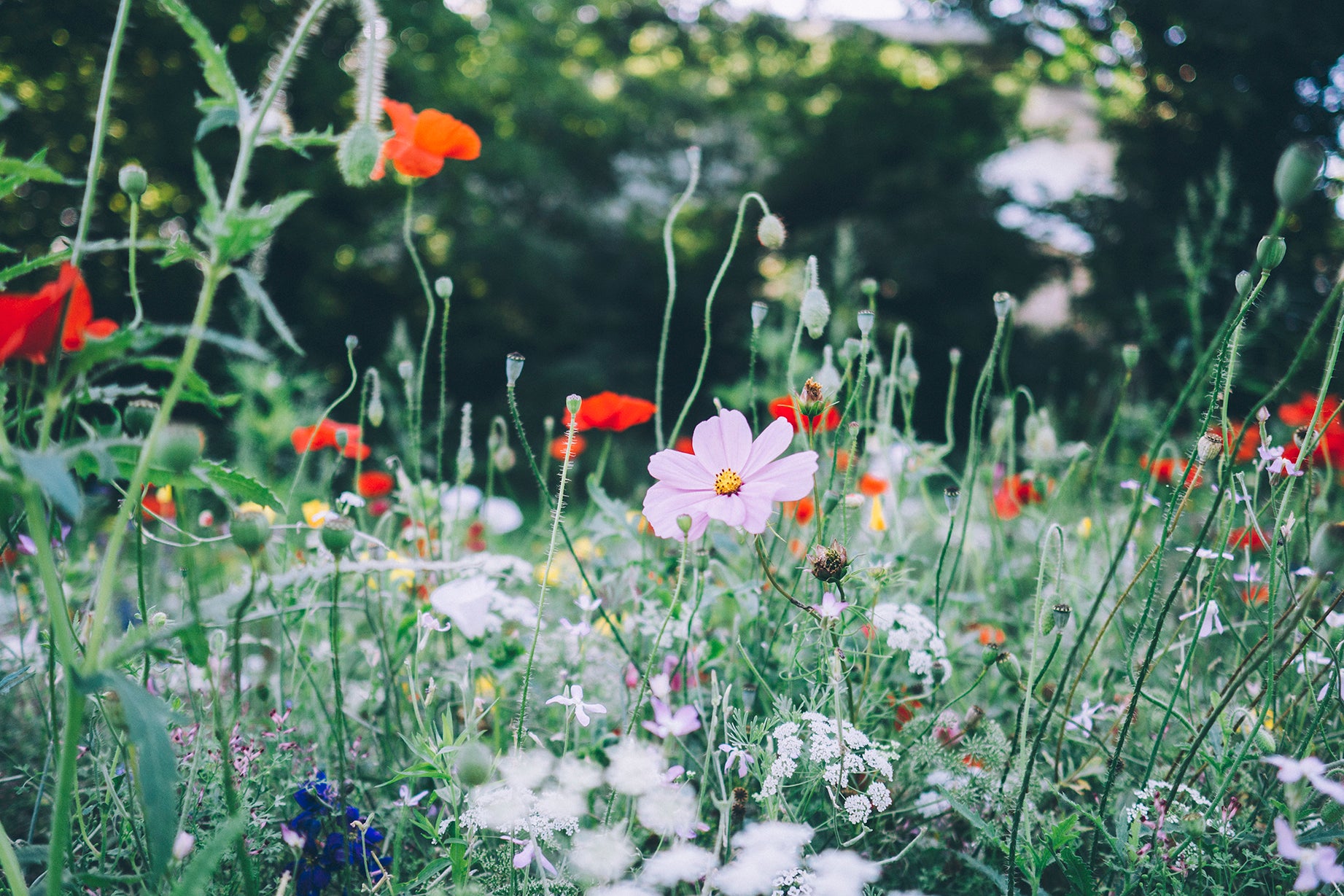flower seed planting calendar uk Flowering Times (a PDF calendar) – Bloom
