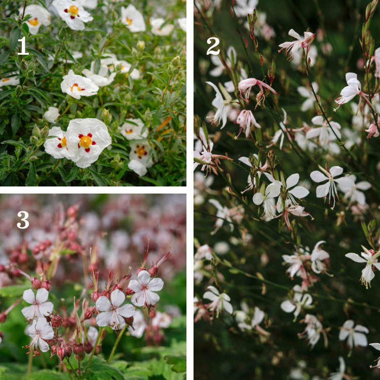 10 essential drought-tolerant plants