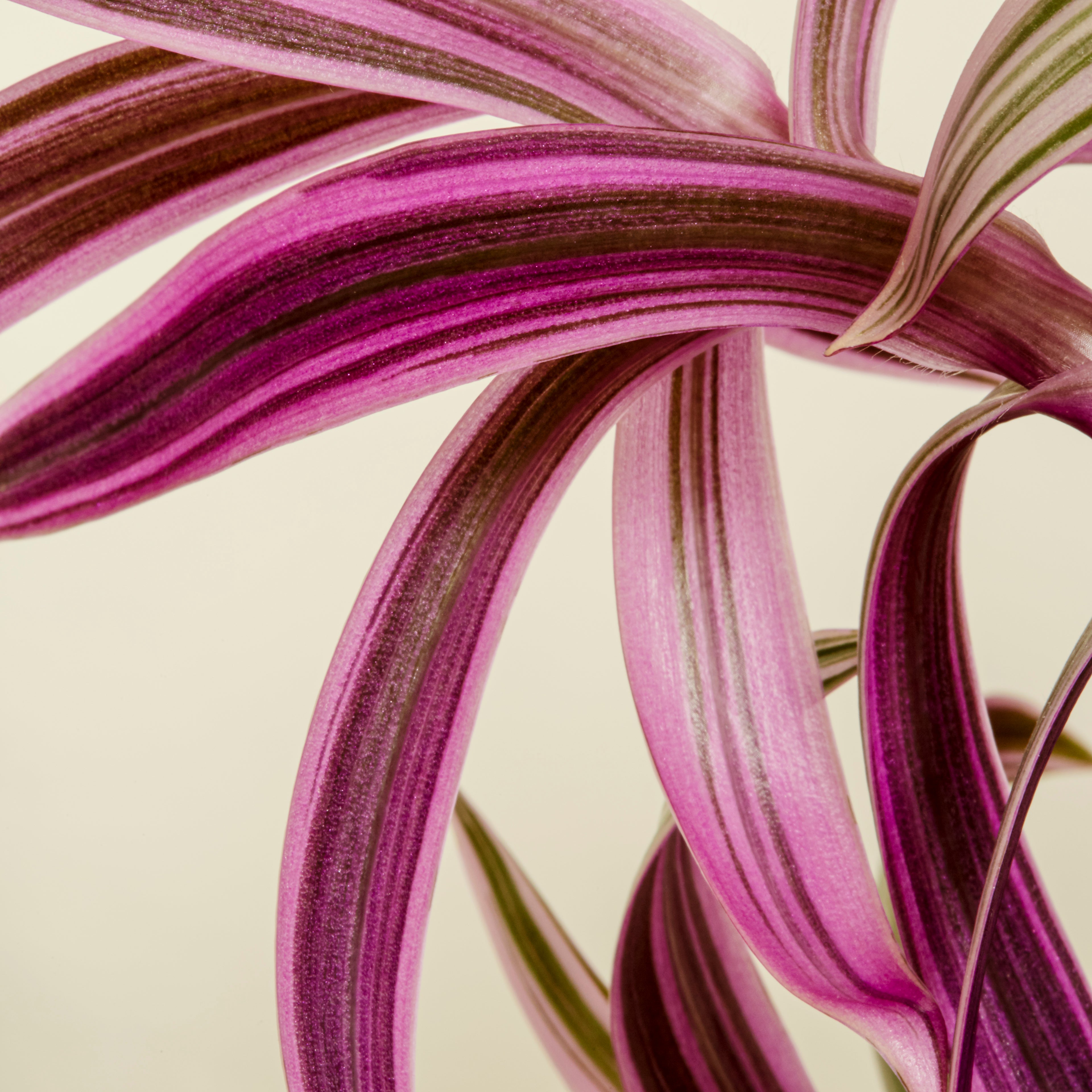 How to save sick houseplants