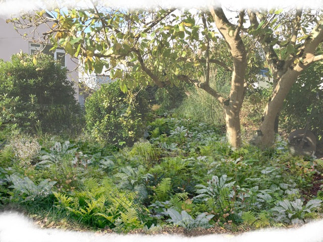 Creating an edible garden
