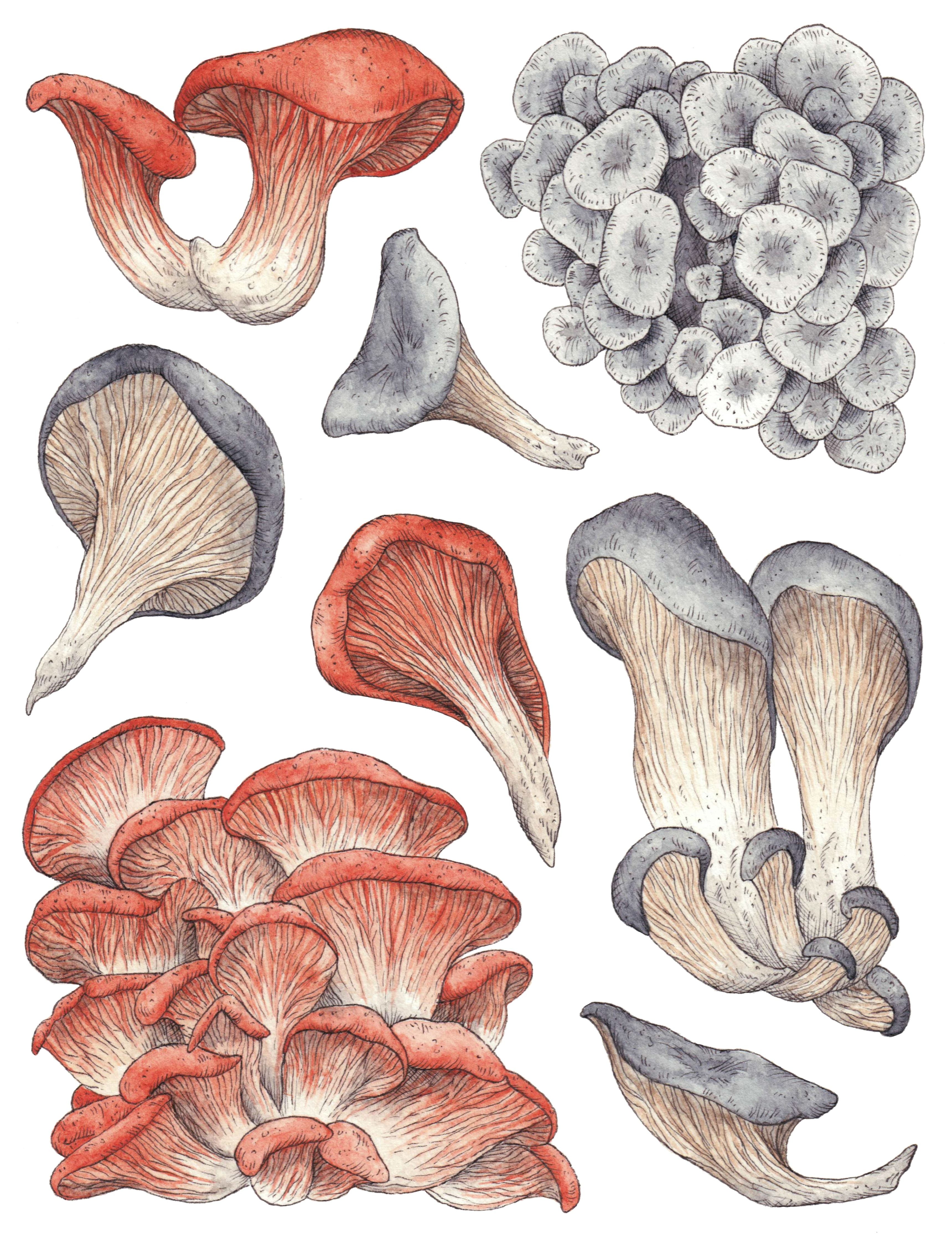 Grow your own mushrooms