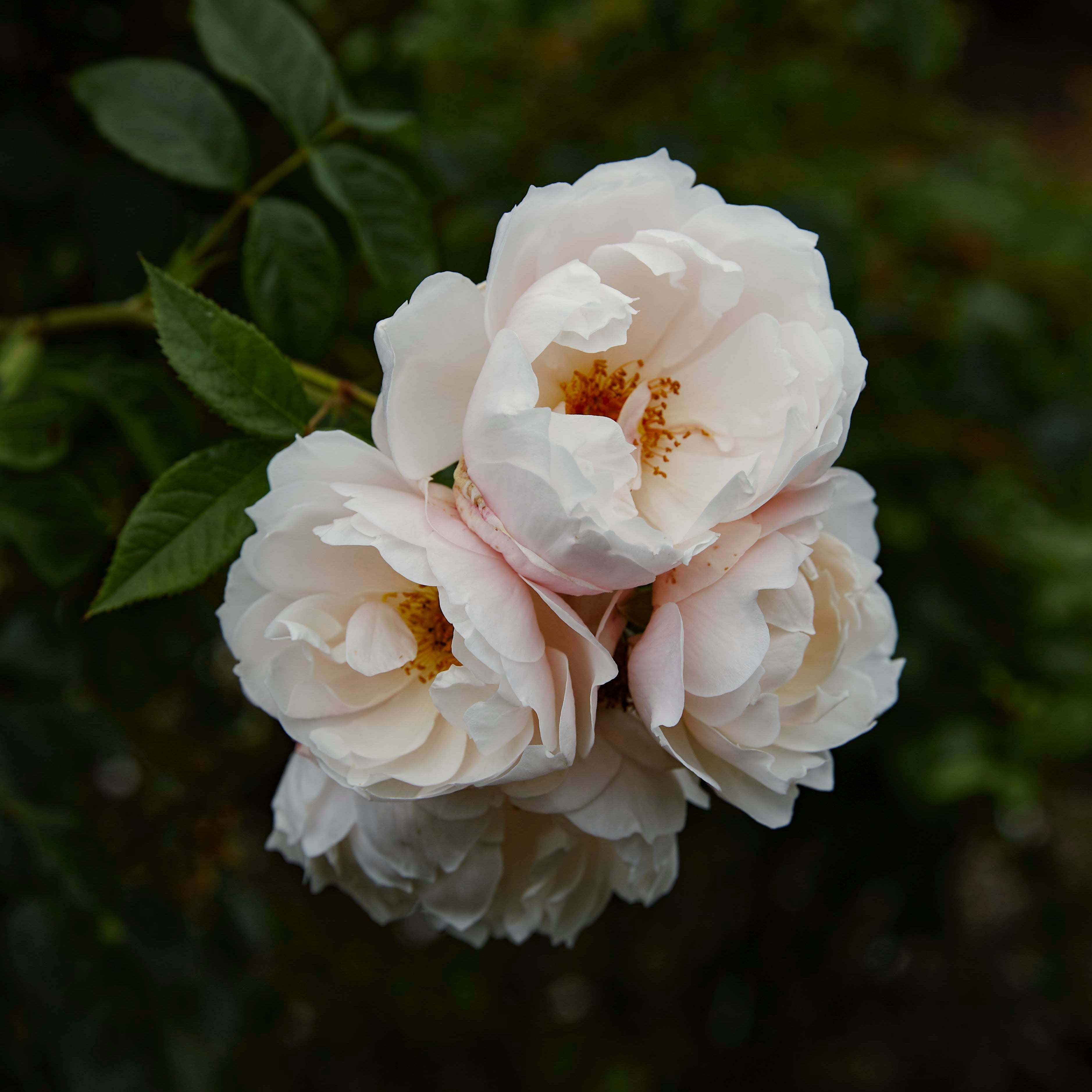Make it a bed of roses