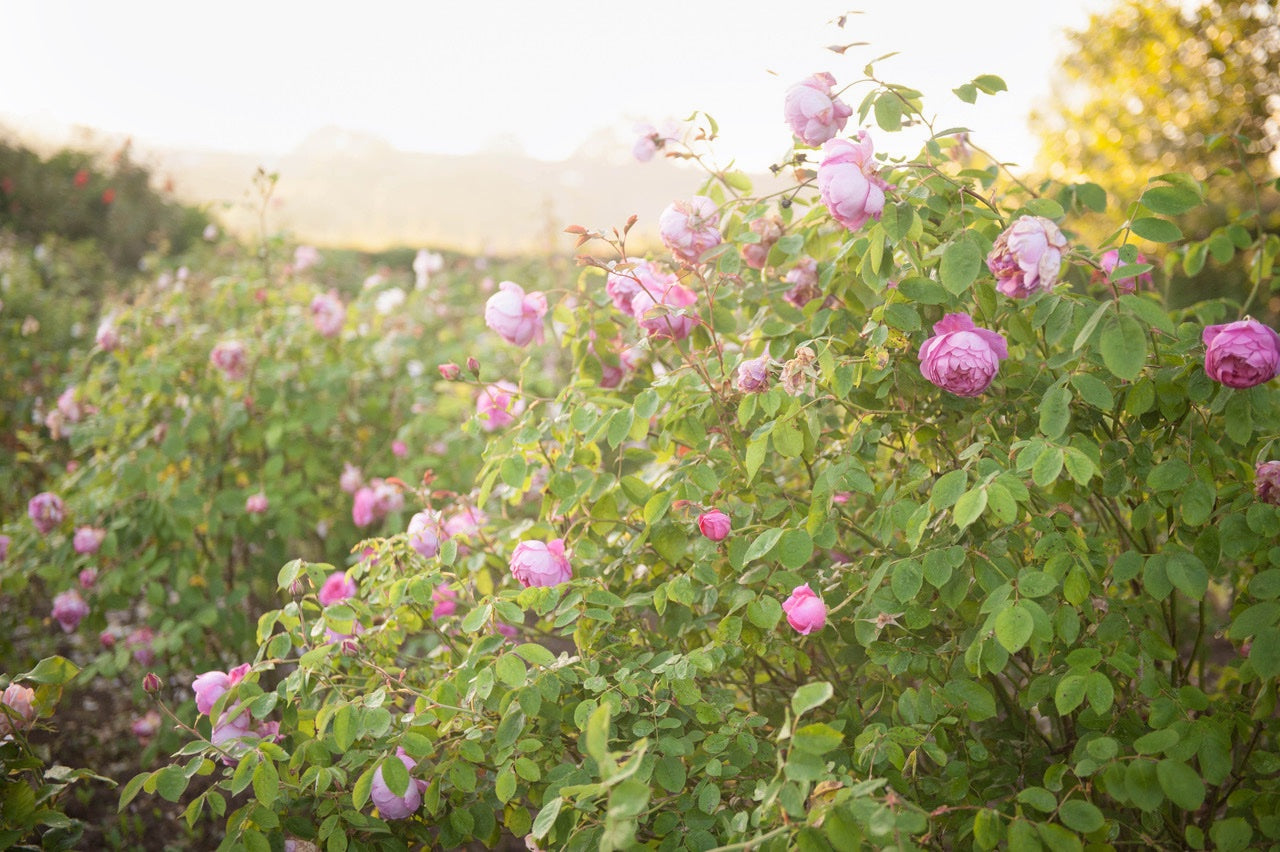 Garden design tips from the pros